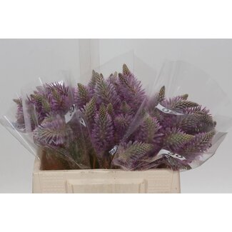 Freshy Ptilotus Exaltatus | Kleur: Paars | Lengte ± 30 centimeter | Per 30 stelen verse bloemen