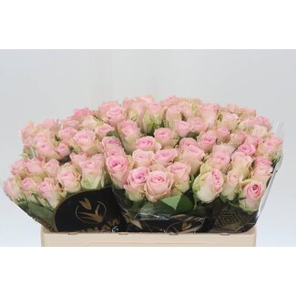 Freshy Rozen “Bisou” | Kleur: Roze | Lengte ± 50 centimeter | Per 20 rozen