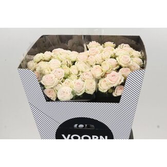 Freshy Spray rose “Galina” Kwekerij Voorn | Colour: White Pink | Length ± 70 centimetre | Per 10 fresh roses