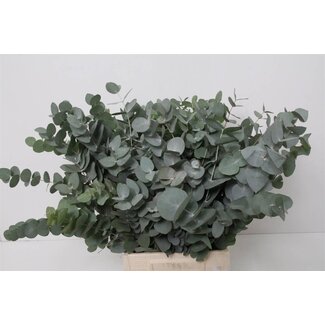 Freshy Short Eucalyptus Cinerea "Sa" | Colour: Green | Length ± 50 centimetre | Per 5 bunches