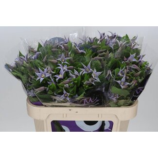 Freshy Clematis Waldrebe “Star River” | Farbe: Blau | Länge ± 70 centimeter | Pro 10 Stiele frische Blumen