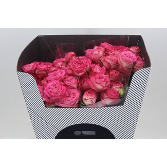 Freshy Spray rose “Magic Trendsetter” Kwekerij Voorn | Colour: Pink | Length ± 70 centimetre | Per 10 fresh roses