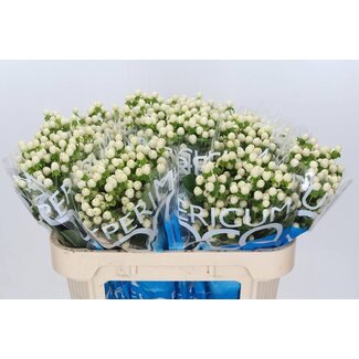 Freshy Hypericum Johanniskraut “Coco Uno” | Farbe: Weiß | Länge ± 70 centimeter | Pro 20 frische Blumen