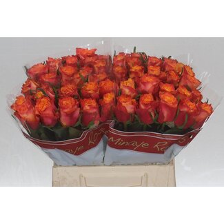 Freshy Rose “Wildfox” | Couleur: Jaune Rouge | Longueur ± 40 centimètre | Par 20 roses