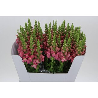 Freshy Antirrhinum Snapdragon “Poto Cherry Rose” | Colour: Pink | Length ± 70 centimeter | Per 10 stems fresh flowers