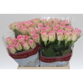 Freshy Roos “Lovely Jewel” | Kleur: Roze | Lengte ± 40 centimeter | Per 20 rozen