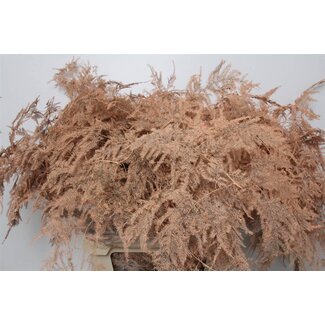 Freshy Longue Asperge ornementale Saumon | Couleur: Saumon | Longueur ± 85 centimeter | Par 50 tiges