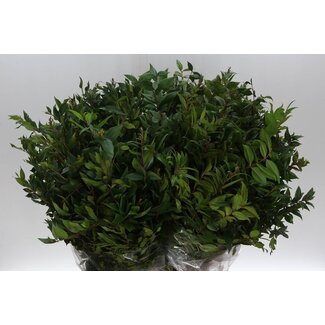 Freshy Myrtus Myrte Beere | Farbe: Grün | Länge ± 60 centimeter | Pro 5 Bündel
