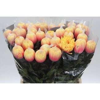 Freshy Plüschchrysant Chrysantheme “Antonov” Farbbehandelt Sunshine | Farbe: Gelb-Orange | Länge ± 65 centimeter | Pro 10 frische Blumen