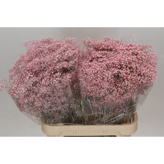 Freshy Gypsophila Gipskruid “Million” Colour-treated | Colour: Light Pink | Length ± 60 centimetre | Per 25 stems fresh flowers
