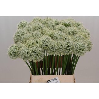 Freshy Allium Sierui “Mount Everest” | Colour: White | Length ± 90 centimetre | Per 10 stems fresh flowers