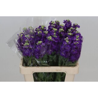 Freshy Matthiola Incana Violier "Iron" | Kleur: Paars | Lengte ± 55 centimeter | Per 10 stelen verse bloemen