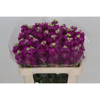 Freshy Matthiola Incana Violier "Iron" | Kleur: Kerskleurig | Lengte ± 55 centimeter | Per 10 stelen verse bloemen
