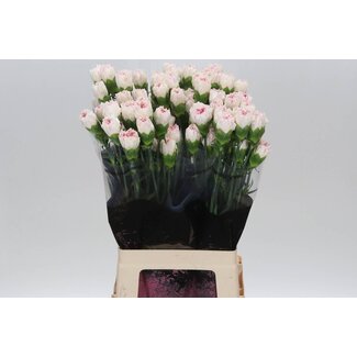 Freshy Lange Anjer “Yukari Cherry” | Kleur: Wit Roze | Lengte ± 70 centimeter | Per 20 verse bloemen