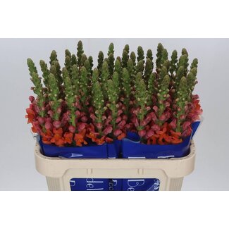 Freshy Antirrhinum snapdragon “Avignon Deep Orange” | Colour: Orange | Length ± 75 centimetre | Per 10 stems fresh flowers
