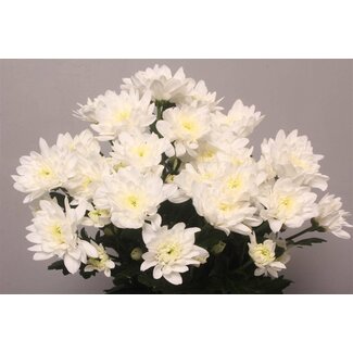 Freshy Chrysanthème en grappe Chrysanthème “Baltica” | Couleur: Blanc | Longueur ± 70 centimeter | Par 10 tiges de fleurs fraîches