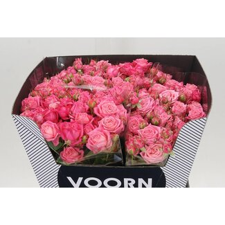 Freshy Spray rose “Sweet Bubbles” Kwekerij Voorn | Colour: Pink | Length ± 60 centimeter | Per 10 fresh roses
