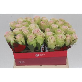Freshy Roses “Trivia” | Colour: Pink | Length ± 40 centimeter | Per 20 roses