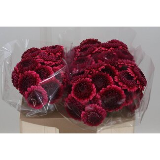 Freshy Germini Aqua Bolero “Janeiro” | Couleur: Rouge | Longueur ± 50 centimeter | Par 20 fleurs fraîches