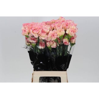 Freshy Long Carnation “Gioa” | Colour: Mixed Colours | Length ± 70 centimeter | Per 20 fresh flowers