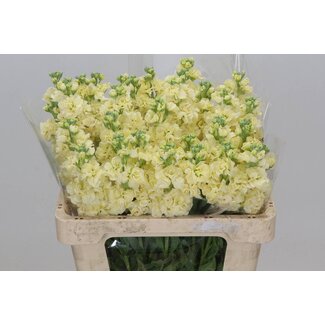 Freshy Matthiola Incana Violier "Iron" | Kleur: Geel | Lengte ± 55 centimeter | Per 10 stelen verse bloemen