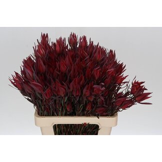 Freshy Leucadendron “Sal Blush” | Kleur: Rood | Lengte ± 60 centimeter | Per 20 verse bloemen