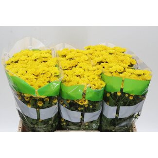 Freshy Chrysantheme Chrysant Santini “Rossi Sunny” | Farbe: Gelb | Länge ± 55 centimeter | Pro 25 Stiele frische Blumen