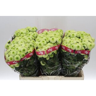 Freshy Chrysanthemum Chrysanthème Santini “Bumper” | Couleur: Vert | Longueur ± 55 centimeter | Par 25 tiges de fleurs fraîches