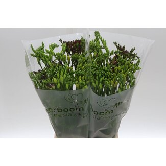 Freshy Enkelbloemige Freesia Gemengd | Kleur: Gemengde Kleuren | Lengte ± 54 centimeter | Per 50 stelen verse bloemen