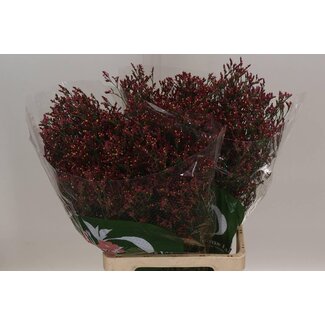 Freshy Limonium Statice Sinuata “Scarlet Diamond” | Kleur: Roze | Lengte ± 70 centimeter | Per 25 stelen verse bloemen