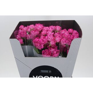 Freshy Spray rose “H New Look” Kwekerij Voorn | Colour: Pink | Length ± 70 centimetre | Per 10 fresh roses