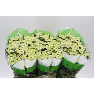 Freshy Chrysantheme Chrysant Santini “Sira” | Farbe: Weiß | Länge ± 55 centimeter | Pro 25 Stiele frische Blumen