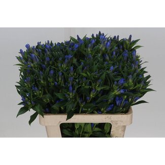 Freshy Gentiana Gentiaan “Kagayaki” | Kleur: Blauw | Lengte ± 60 centimeter | Per 10 stelen verse bloemen