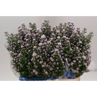 Freshy Dutch Aster “Claudia” | Colour: Purple | Length ± 80 centimetre | Per 25 fresh flowers