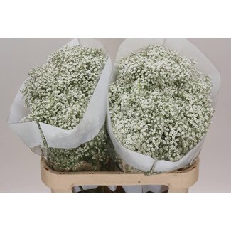 Freshy Gypsophila Paniculata Baby's breath “Million Stars” | Colour: White | Length ± 75 centimetre | Origin Ecuador | Per 25 stems fresh flowers
