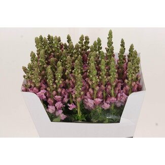 Freshy Antirrhinum Snapdragon “Poto Lavender” | Colour: Purple | Length ± 70 centimetre | Per 10 stems fresh flowers
