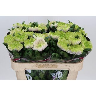 Freshy Plüschchrysant Chrysantheme “Rossano Charlotte” | Farbe: Rosa | Länge ± 70 Zentimeter | Pro 10 frische Blumen