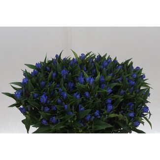 Freshy Gentiana Kagayaki