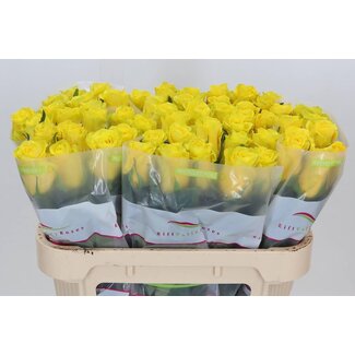 Freshy Roses “Goldfinch” | Couleur: Jaune | Longueur ± 70 centimeter | Par 20 roses
