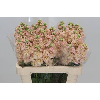 Freshy Matthiola Incana Violier "Iron" | Colour: Mixed Colours | Length ± 55 centimetre | Per 10 stems fresh flowers