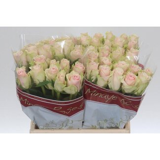 Freshy Rose “Pink Athena” | Couleur: Rose | Longueur ± 40 centimeter | Par 20 roses