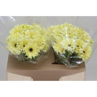 Freshy Gerbera “Pastini Spritz” | Kleur: Geel | Lengte ± 50 centimeter | Per 25 verse bloemen