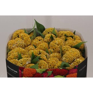 Freshy Celosia Cristata “Act Incarvillea” | Kleur: Geel | Lengte ± 72 centimeter | Per 10 verse bloemen