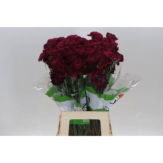Freshy Lange Nelke “Nobbio Black Heart” | Farbe: Bordeaux | Länge ± 70 centimeter | Pro 20 frische Blumen