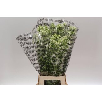 Freshy Delphinium Larkspur “Sneeuwwitje” | Colour: White | Length ± 80 centimetre | Per 10 stems fresh flowers