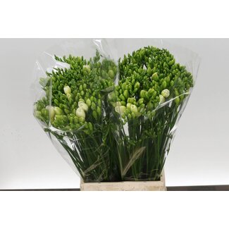 Freshy Double-flowered Freesia “Versailles Extra” | Colour: White | Length ± 54 centimetre | Per 50 stems fresh flowers