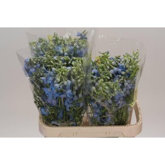 Freshy Delphinium Larkspur “Ballkleid” | Colour: Blue | Length ± 80 centimeter | Per 20 stems fresh flowers