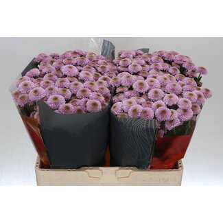 Freshy Chrysanthemum Chrysanthemum Santini XL “Doria Pink” | Colour: Purple | Length ± 55 centimeter | Per 25 stems fresh flowers