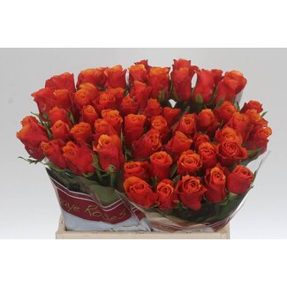 Freshy Rose “Espana” | Colour: Yellow Orange | Length ± 40 centimetre | Per 20 roses
