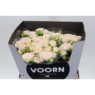 Freshy Trosroos “Sofie” Kwekerij Voorn | Kleur: Roze Wit | Lengte ± 60 centimeter | Per 10 verse rozen
